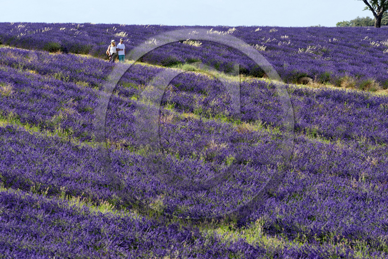 France, Valensole