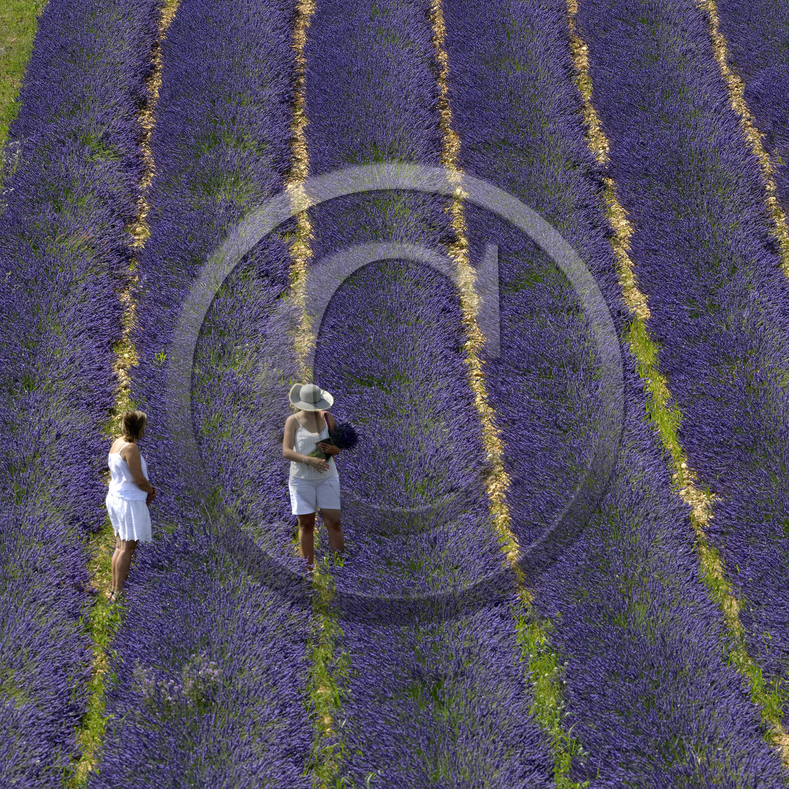 France, Valensole