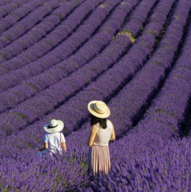 France, Valensole