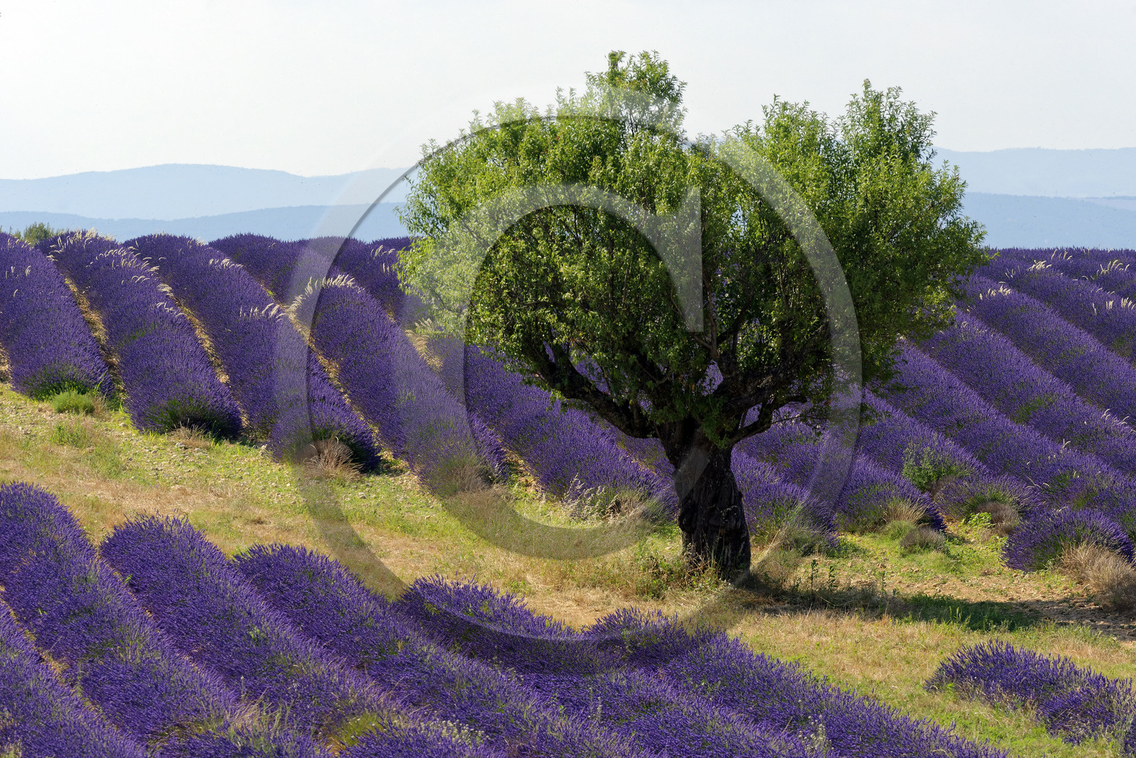 France, Valensole