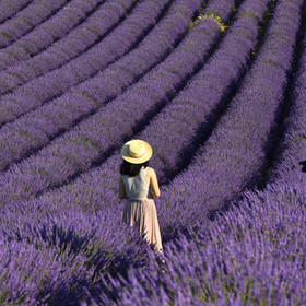 France, Valensole