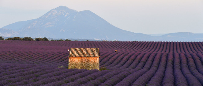 France, Valensole