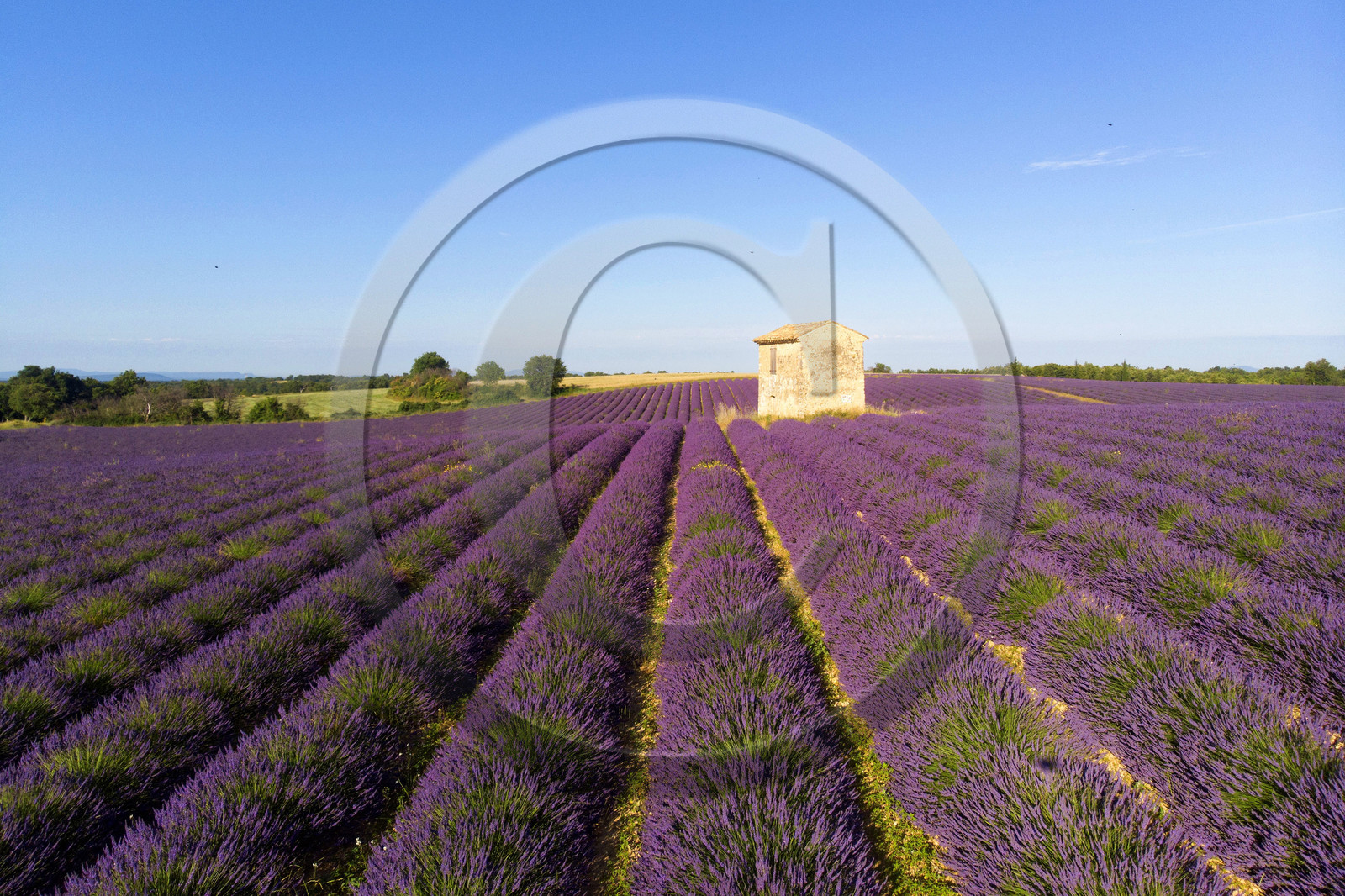 France, Valensole
