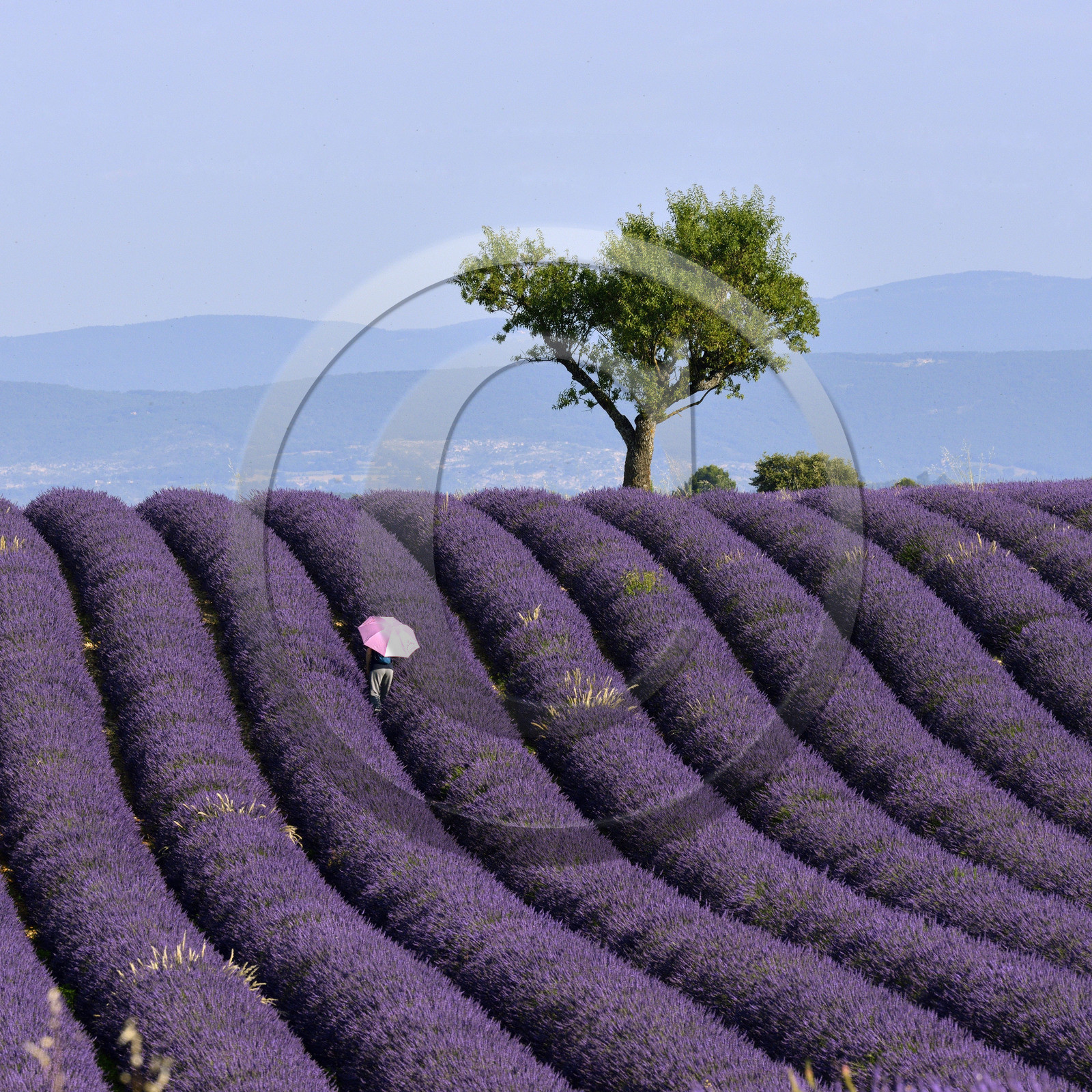 France, Valensole