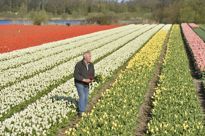 Hollande, Keukenhof
