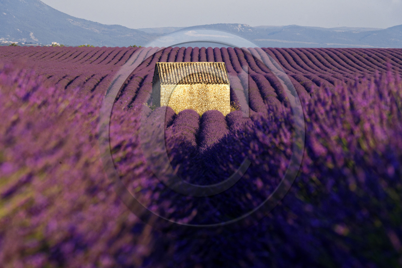 France, Valensole