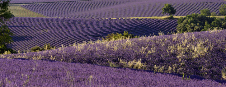France, Valensole