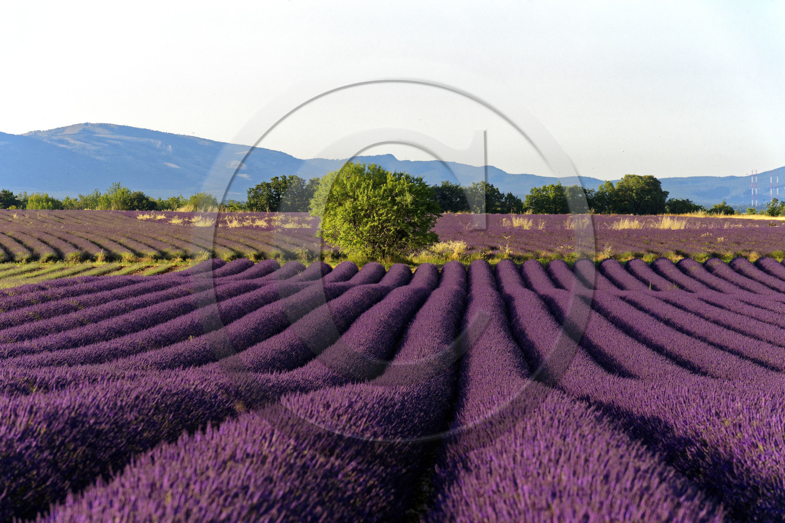 France, Valensole