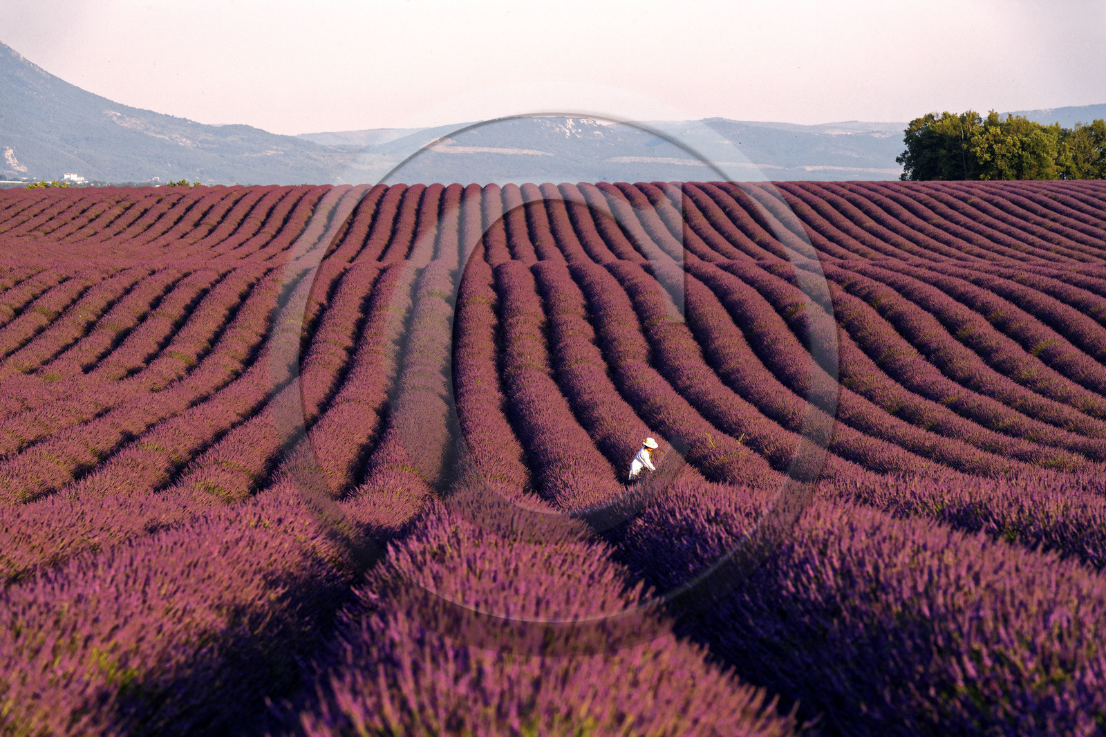 France, Valensole