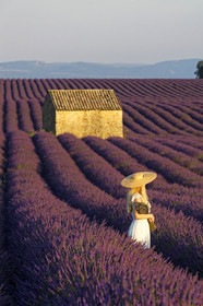 France, Valensole