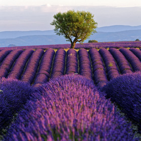 France, Valensole