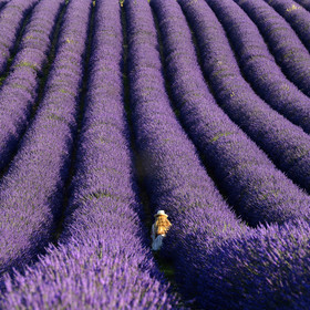 France, Valensole