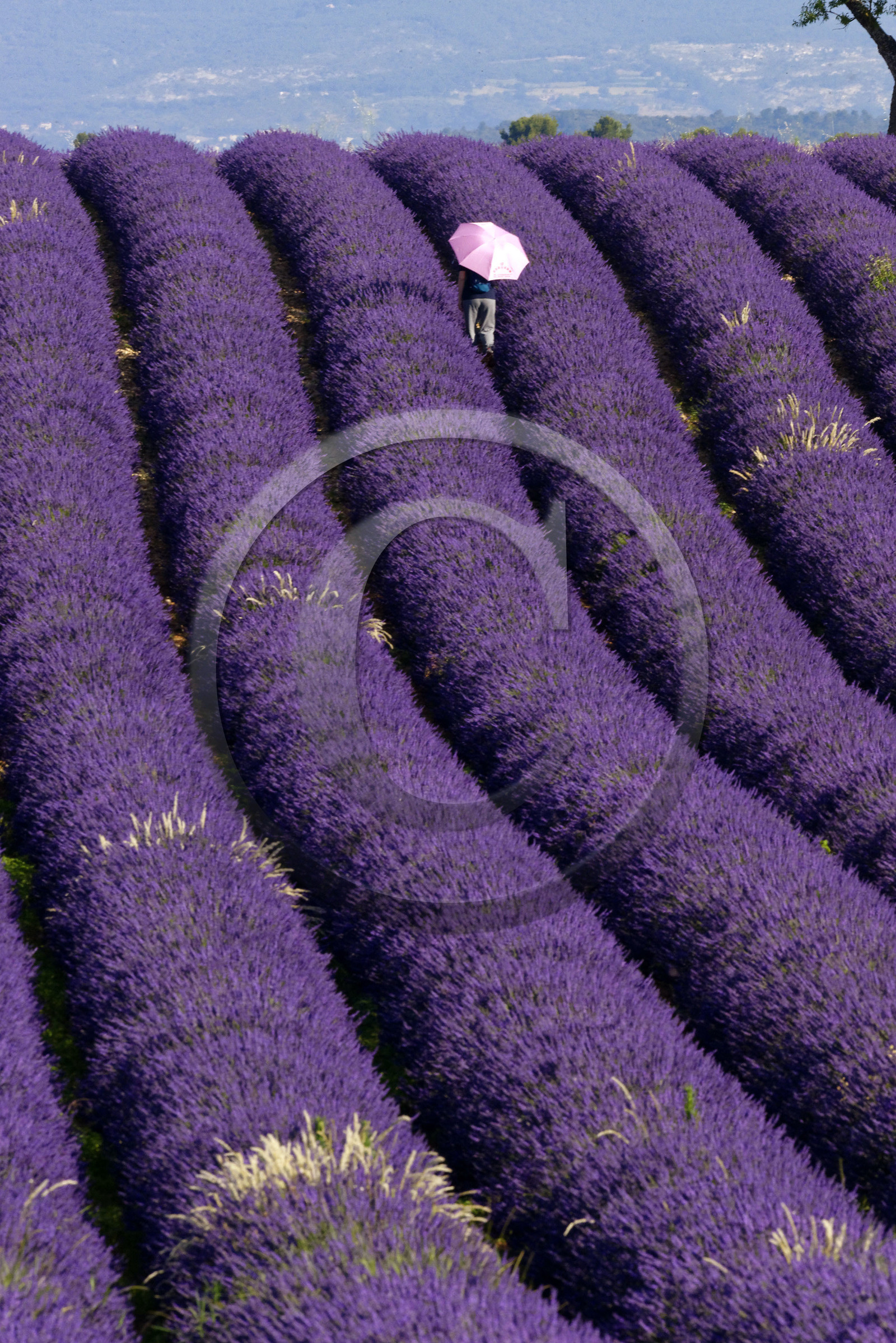 France, Valensole