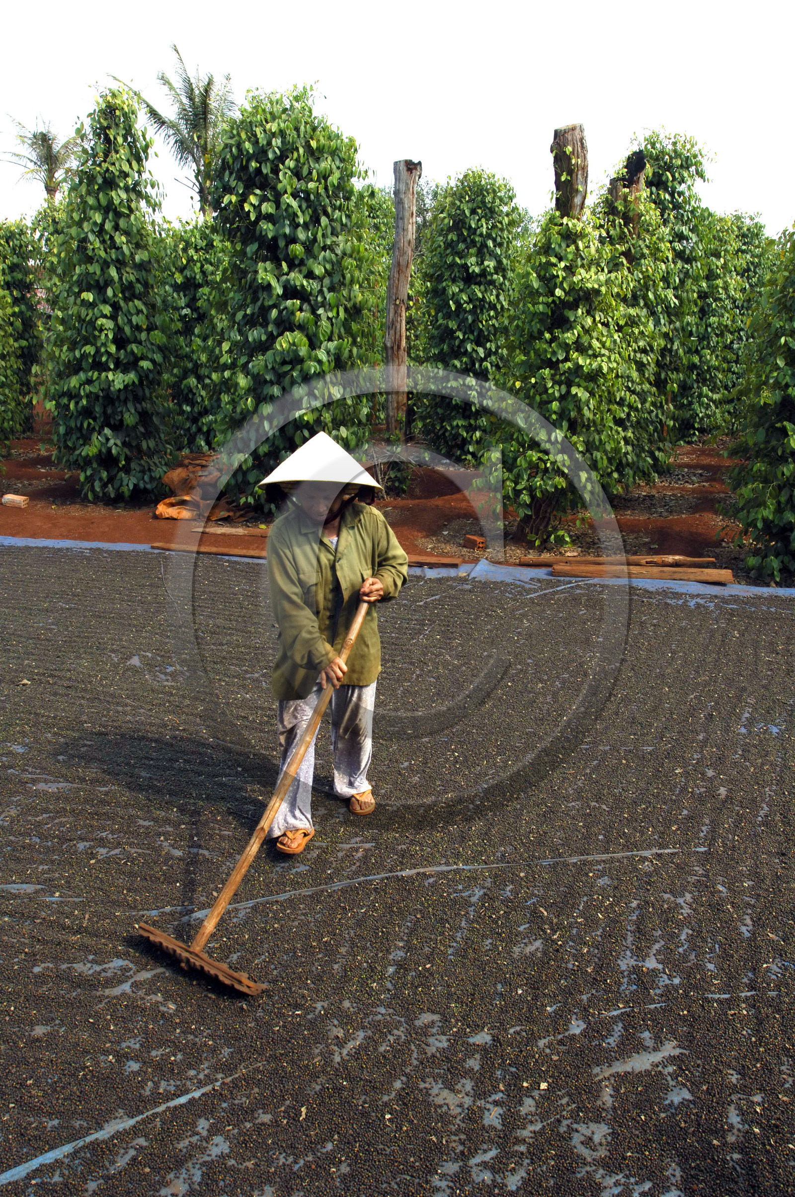 HAUTS PLATEAUX DU CENTRE, VIETNAM