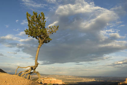 USA, BRYCE CANYON