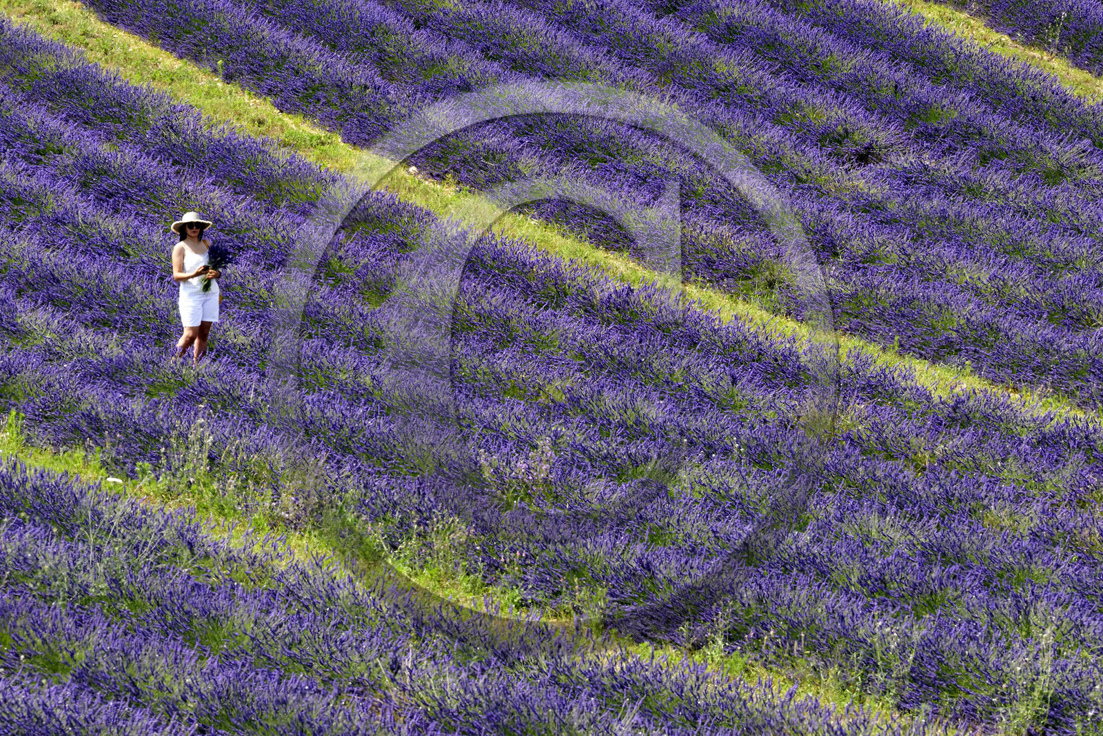 France, Valensole