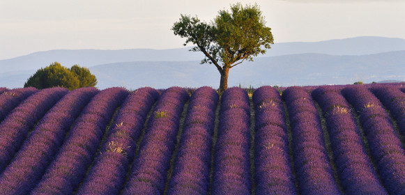 France, Valensole