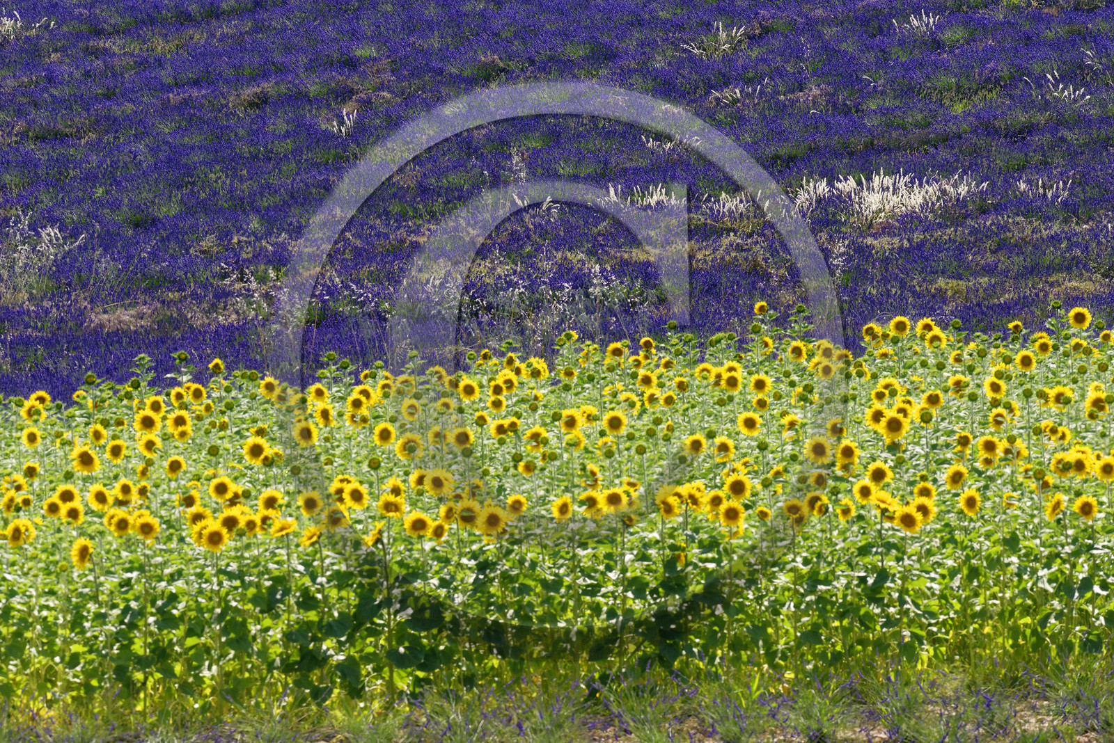 France, Valensole