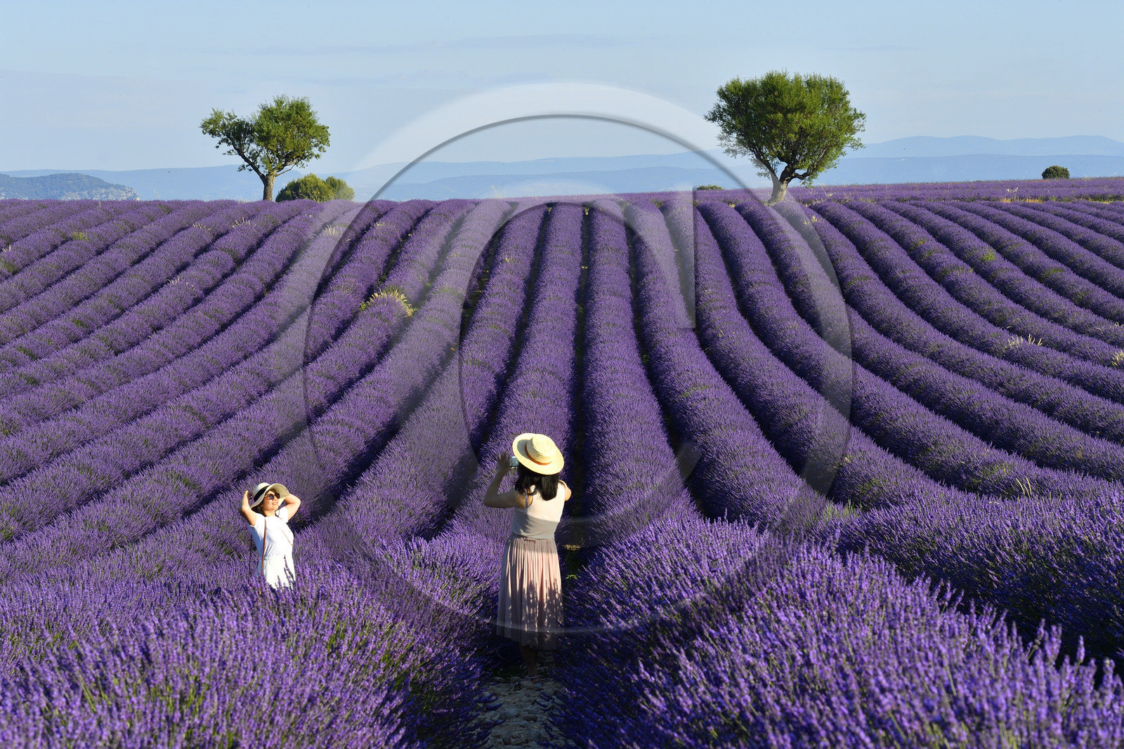 France, Valensole