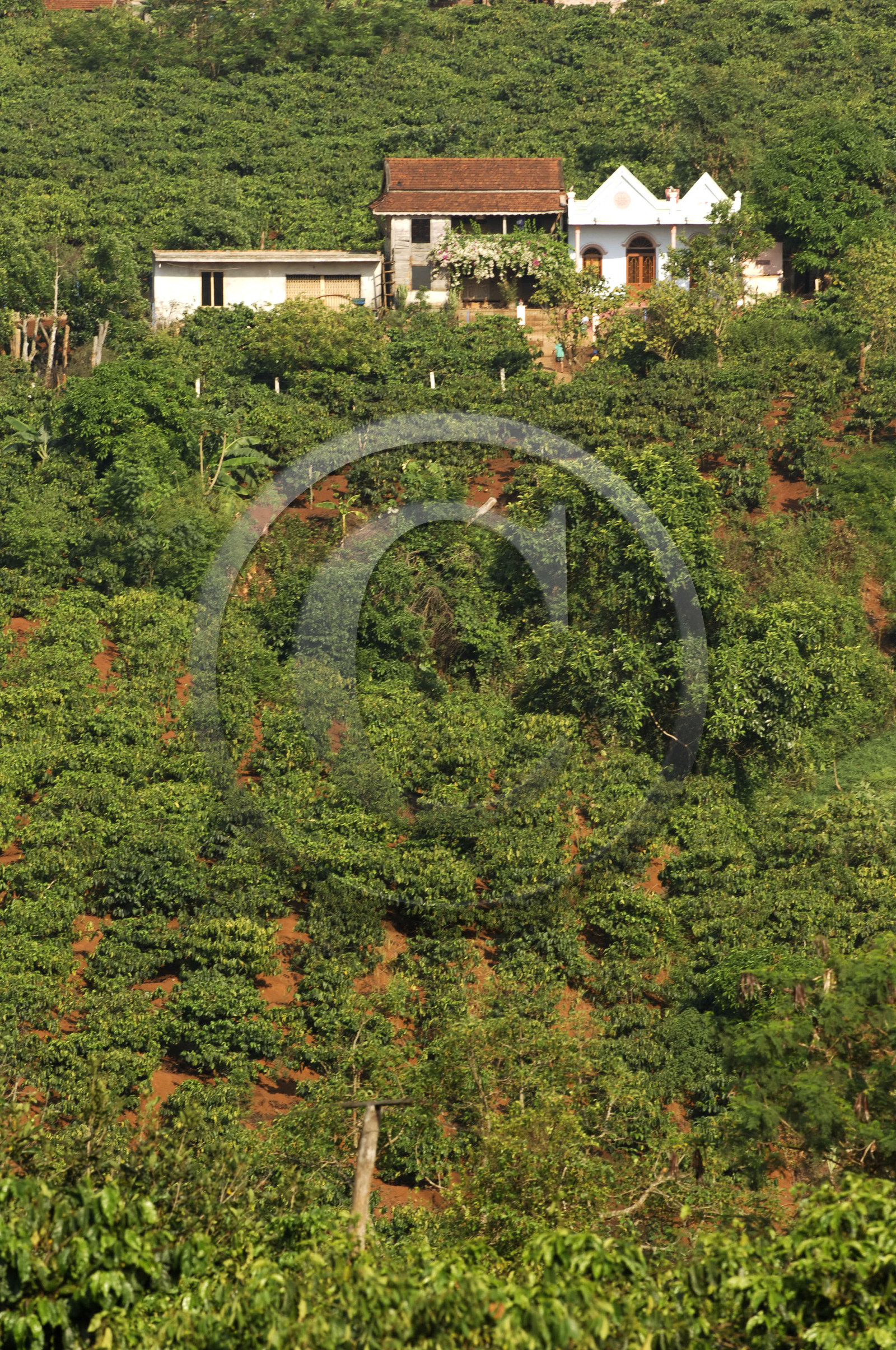 HAUTS PLATEAUX DU CENTRE. VIETNAM