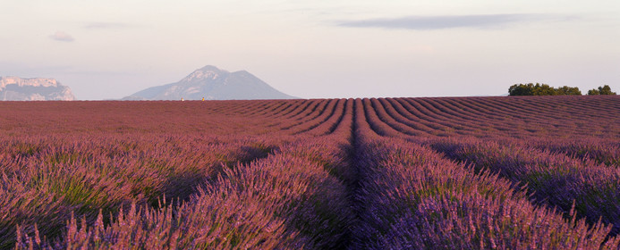 France, Valensole