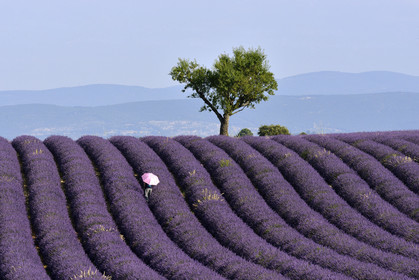 France, Valensole