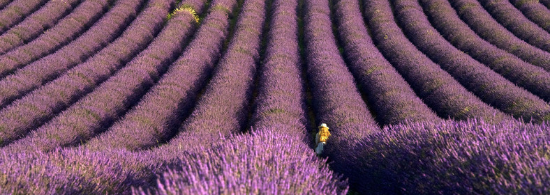 France, Valensole