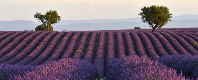 France, Valensole