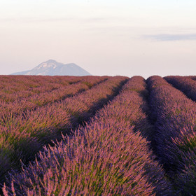 France, Valensole