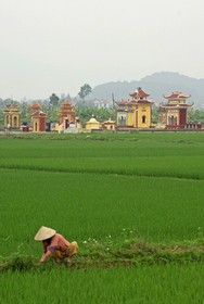 Rizières dans la région de Hai Phong, Vietnam