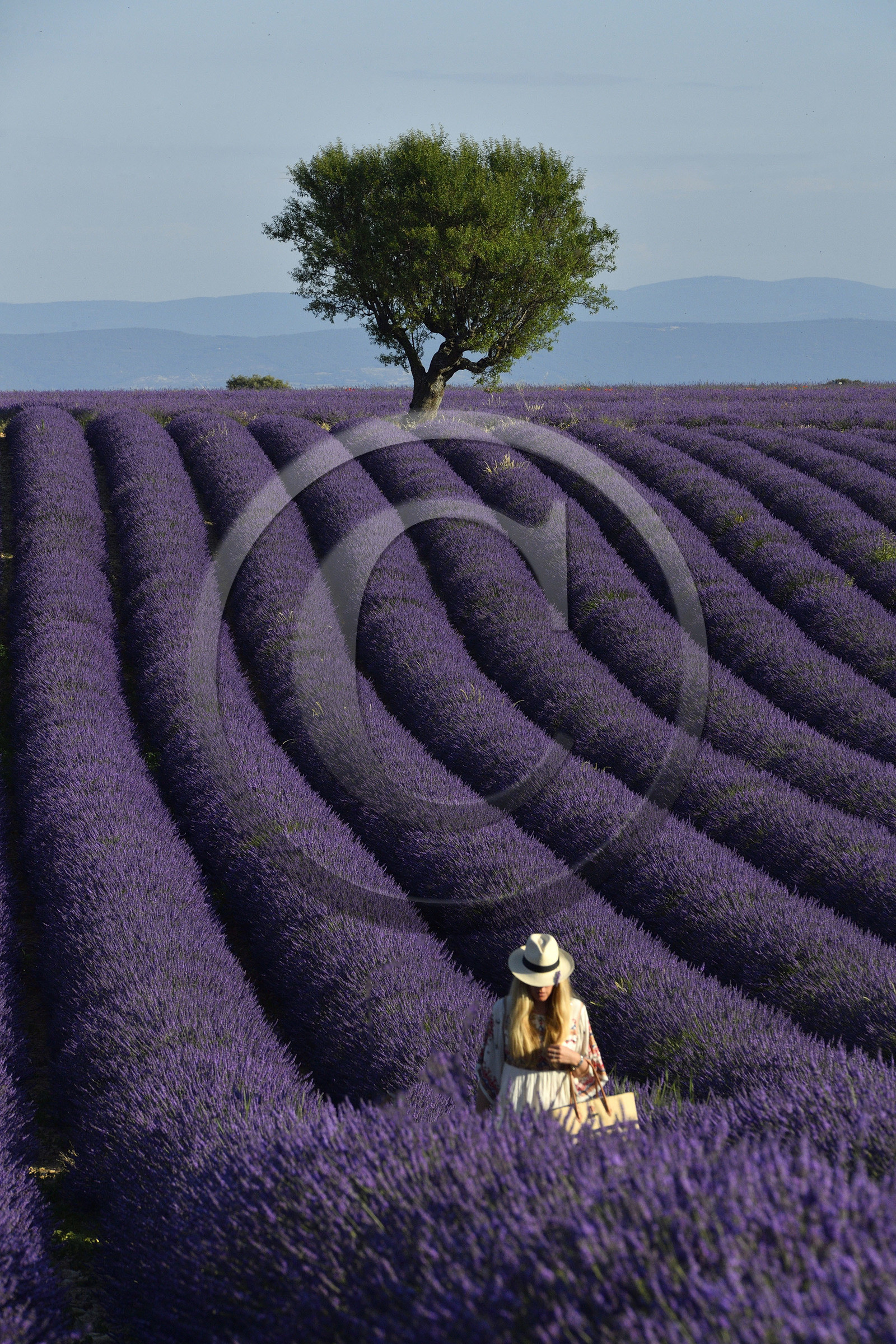 France, Valensole