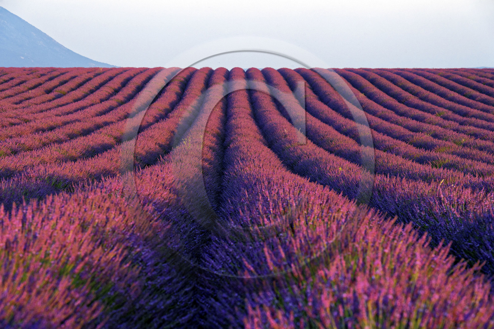 France, Valensole
