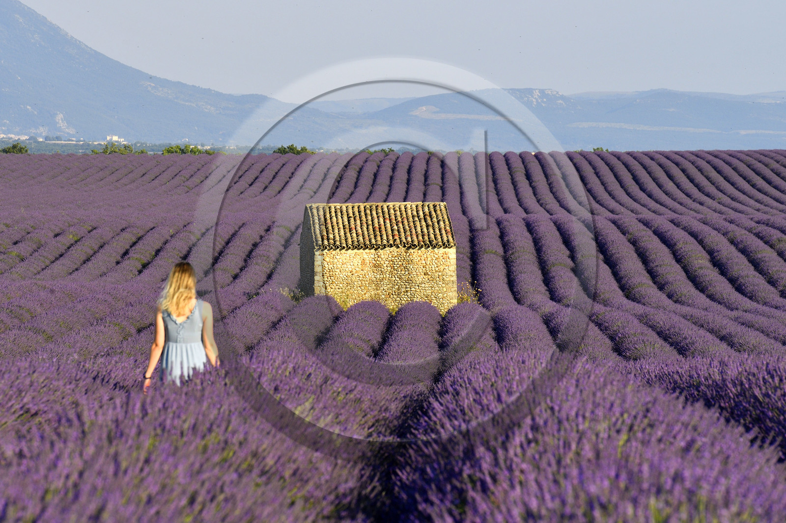 France, Valensole