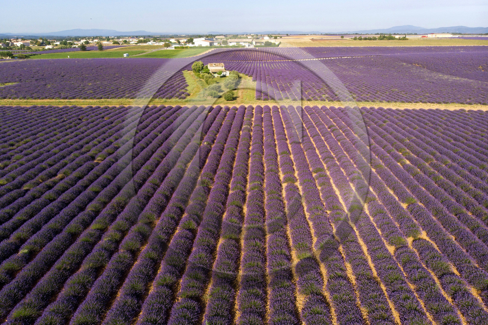 France, Valensole