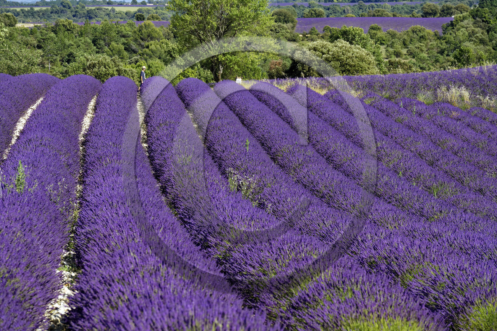 France, Valensole
