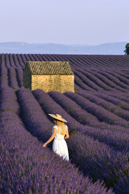 France, Valensole