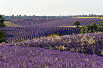 France, Valensole
