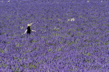 France, Valensole