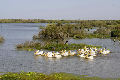 Djoudj, Sénégal
