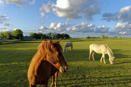 France, St Thegonnec
