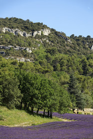 France, Senanque