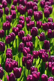 Hollande, Keukenhof