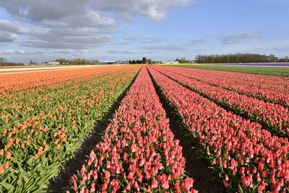 Hollande, Keukenhof