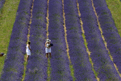 France, Valensole