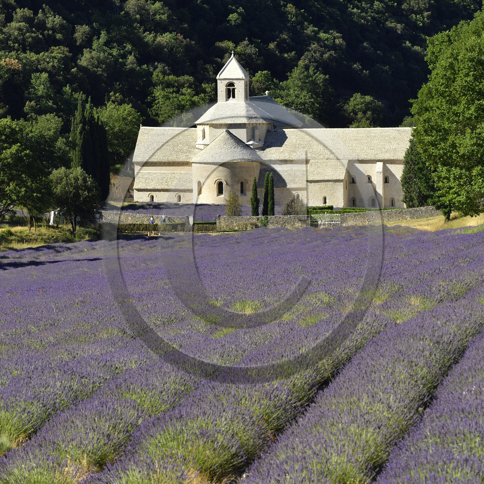 France, Senanque