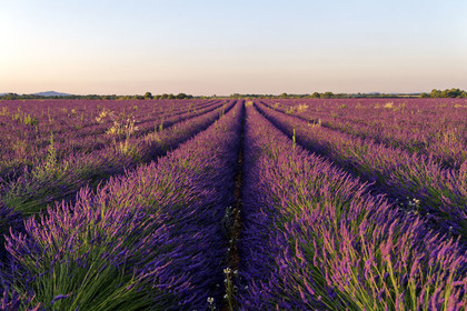 France, Valensole