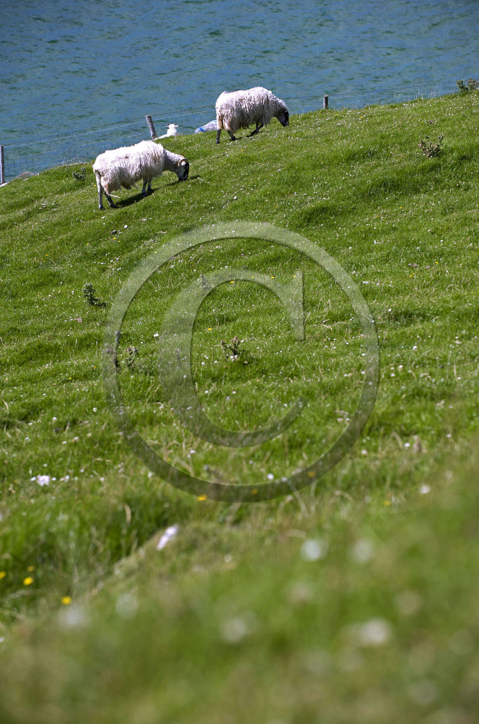 Irlande, Dingle