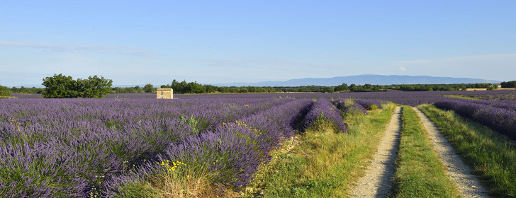 France, Valensole