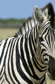 Namibie, Etosha