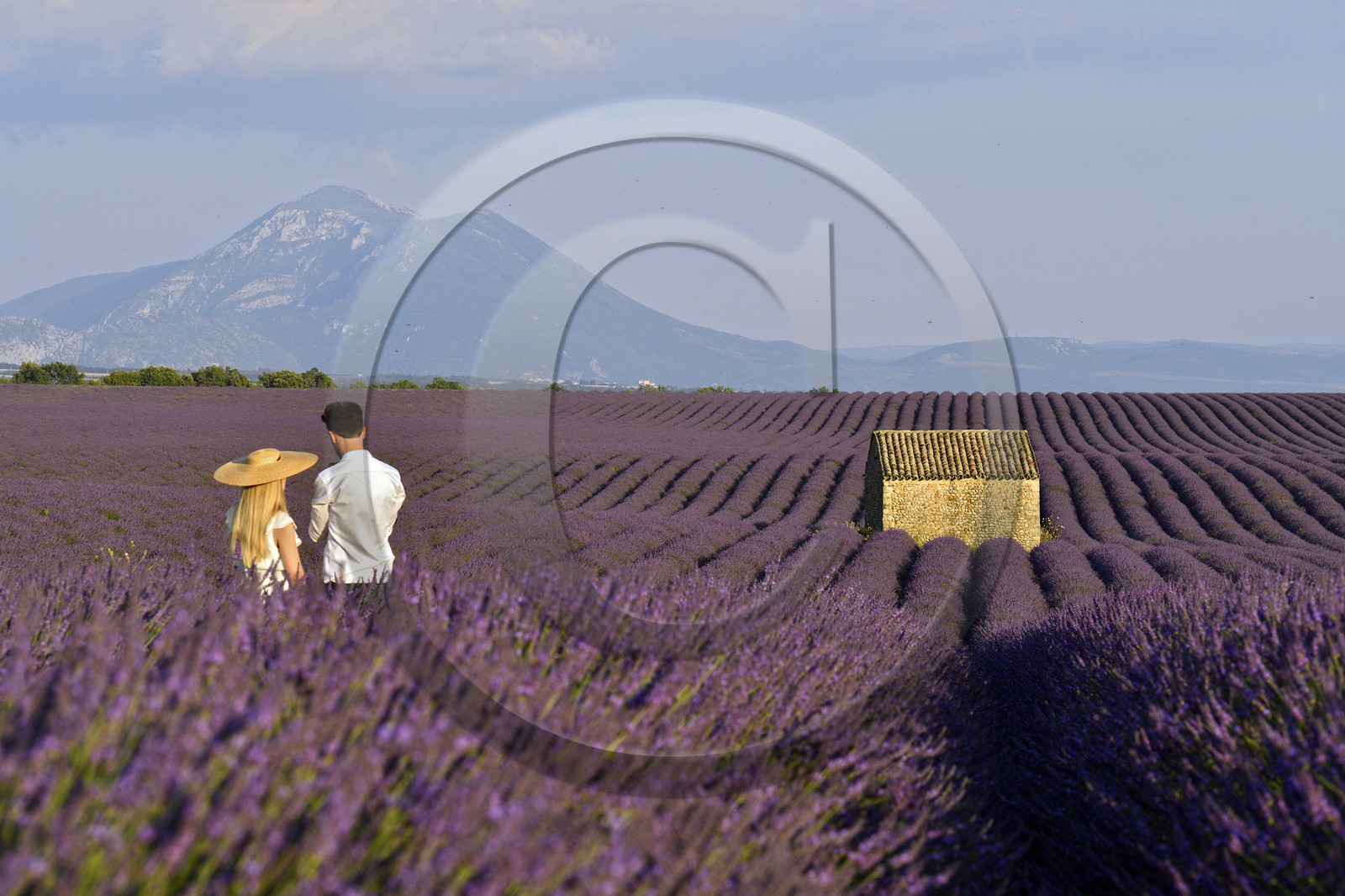 France, Valensole